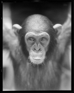 Chimpanzee at Selig zoo, Los Angeles, CA, 1930