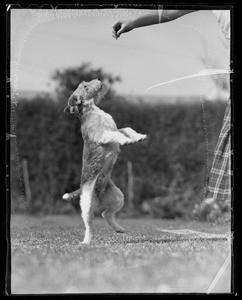 "Peggy", Russ Paulson's dog, Southern California, 1936