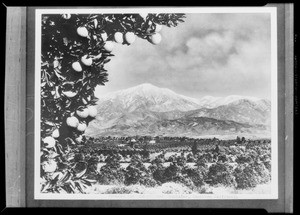 Snow & orange grove, Southern California, 1931