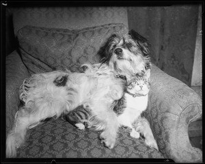 Laddie & Tuna, dog & cat, Southern California, 1934