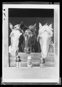 Composite horses & 3 lubricators, Southern California, 1929