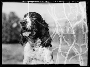 English Springer Spaniels, Rosebud Kennels, Southern California, 1936