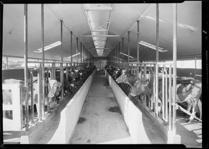 Views of dairy, Southern California, 1931