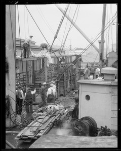 Unloading giraffes, Southern California, 1934