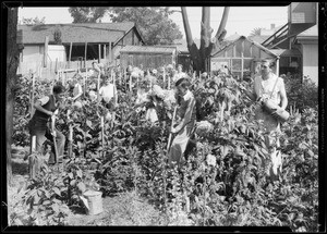 Children working in dahlia flower bed, Southern California, 1933