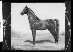 Painting of horse, Southern California, 1936