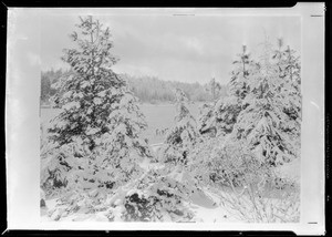 Christmas trees at Lake Arrowhead, Southern California, 1931