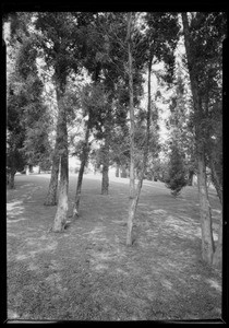 Los Feliz Woods, Southern California, 1927