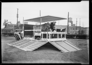 Cow truck, Southern California, 1931