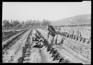 Small farm, Camarillo, CA, 1927