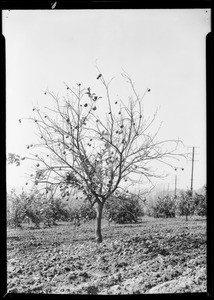 Red scale on lemon trees at Brea, Southern California, 1931