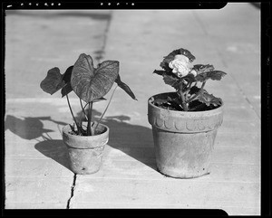 Plants at 136 Vendome Street, Los Angeles, CA, 1940