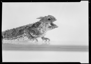 Close-ups of a horned toad, Southern California, 1932