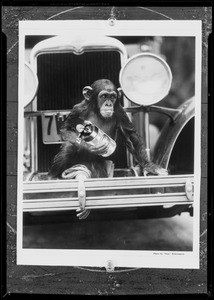 Monkey composite, Southern California, 1931