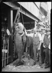 Jew Fish; deep sea fishing, New York Hardware, Los Angeles, CA, 1925