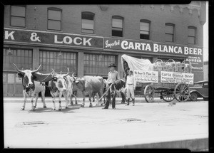 Oxen team, Frank M. Houser, Carta Blanca Beer, Southern California, 1933