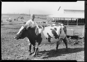 Cattle, Southern California, 1927