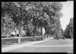 Street scenes, Forestry Division - City of Los Angeles, Southern California, 1931