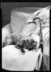 Buster on chair, Southern California, 1932