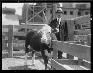 Cattle, Safeway, Southern California, 1932