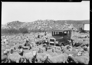 Chevrolet & sheep in Mockingbird Canyon, Southern California, 1926