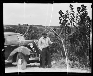 Motorlogue to Del Mar, poinsettias, Southern California, 1935