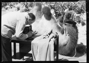 Testing camel's hair coat, Southern California, 1932