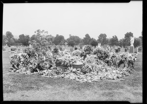 Flowers at grave of Mrs. Greenwood, Southern California, 1933