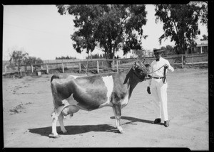 Cattle, La Lomita Rancho, Southern California, 1925