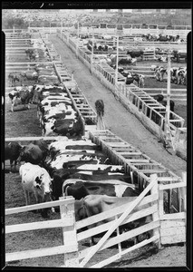 Scenes at dairy, Southern California, 1931