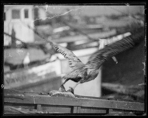 Pelicans at Los Angeles harbor, Los Angeles, CA, 1936