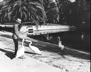 A man feeding swans at a city park pond