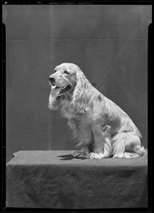 Cocker Spaniel, Southern California, 1940