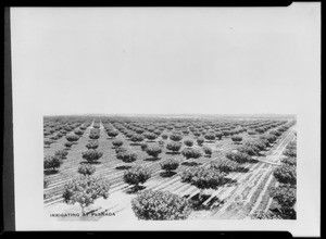 Irrigating at Planada, Southern California, 1927