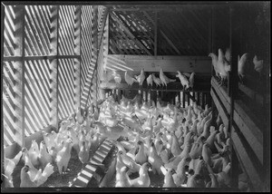 Chickens at Pallet Farm, etc., Southern California, 1929