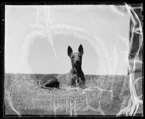 Whippet, Skelter, owned by Larry Williams, Southern California, 1936