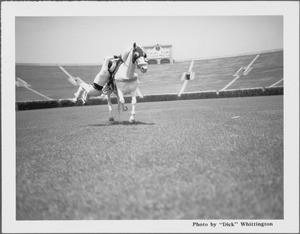 Trick riding at Rose Bowl, 1001 Rose Bowl Drive, Pasadena, CA, 1934