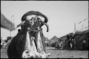 Barnes Circus, Southern California, 1937