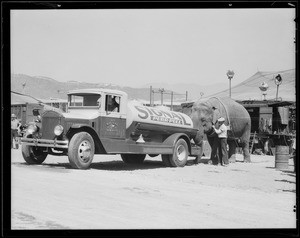 Elephant & oil truck, Southern California, 1931