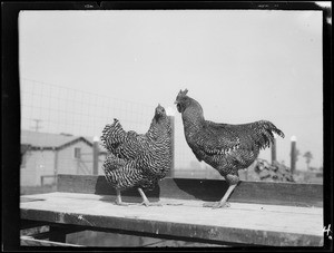 Chickens, Pacific Southwest Poultry Farm, Southern California, 1927
