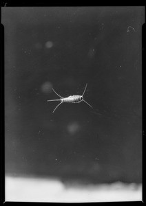 Dead silverfish (insect), Southern California, 1932