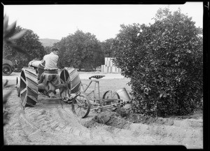 Views in Pomona orchard, Pomona, CA, 1931