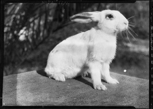 Easter rabbits and Helen Ferguson, Southern California, 1927