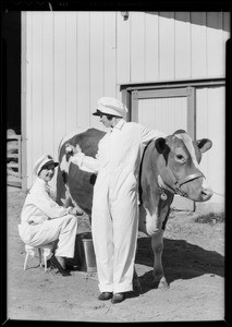 Milking contest for Warner Bros. Theatre (Adohr Dairy), Southern California, 1932