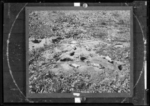 Destruction by rats, Southern California, 1932