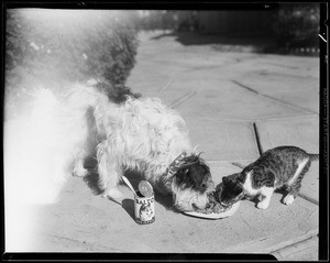 Dog & cat eating Balto tuna & laddie, Southern California, 1934