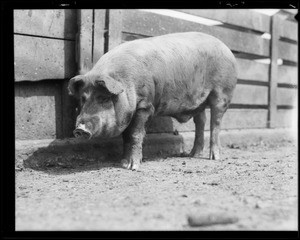 Pig presented to mission, Southern California, 1931