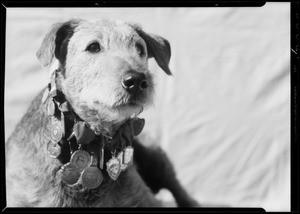 "Kentucky Boy" for Balto, Southern California, 1935