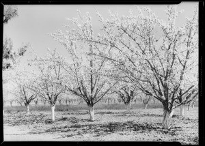 Cherry trees, Banning, CA, 1933