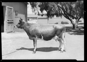 Cows, La Lomita Rancho, Southern California, 1927